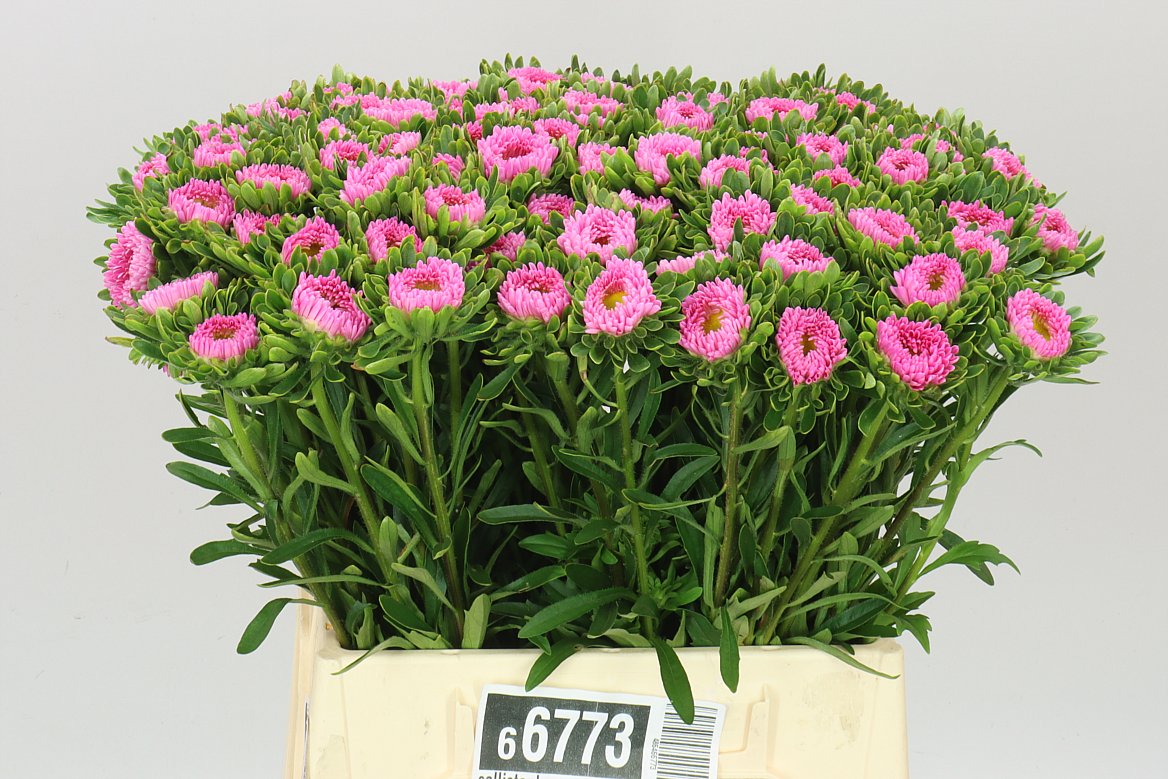 Callistephus Roze