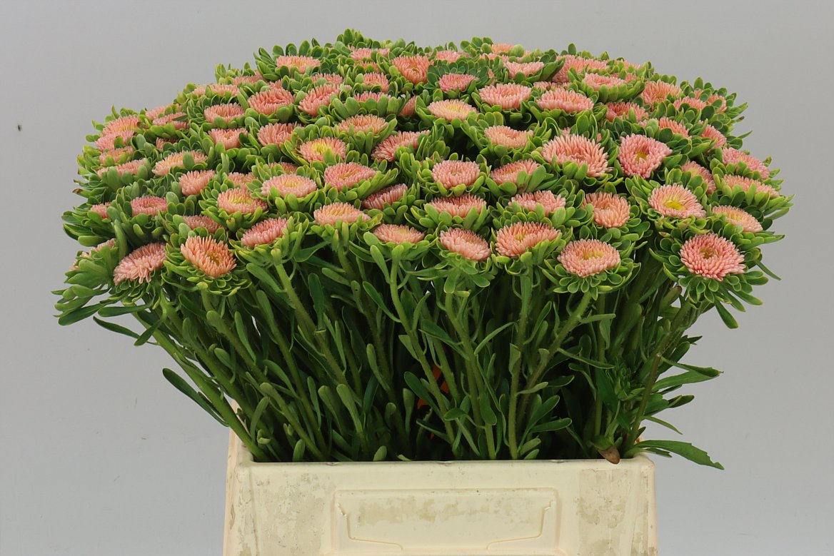 Callistephus Mats Peach