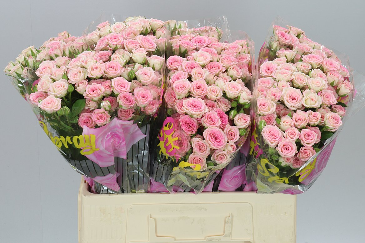 Rosa Tr Creamy Twister