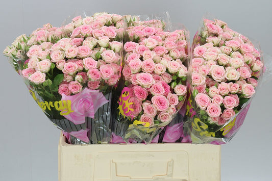Rosa Tr Creamy Twister