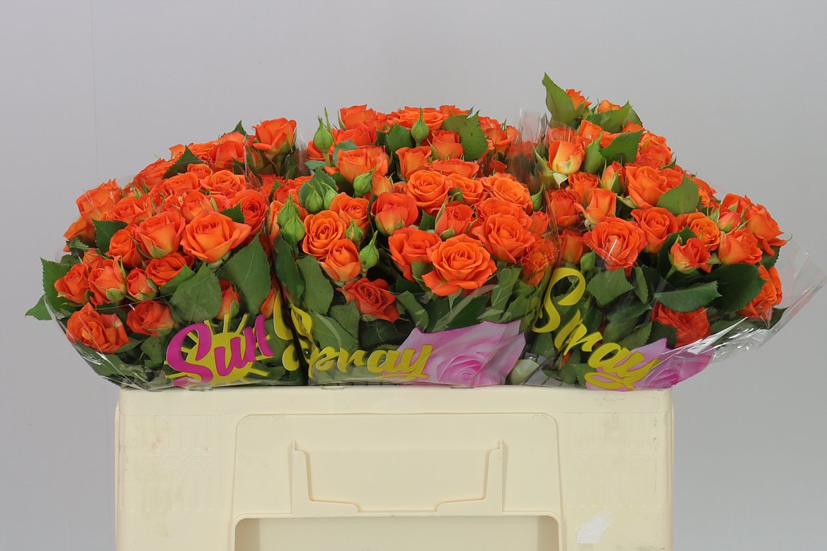 Rosa Tr Babe