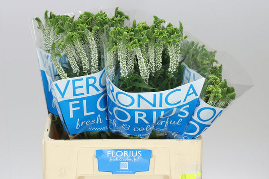 Veronica Alien White