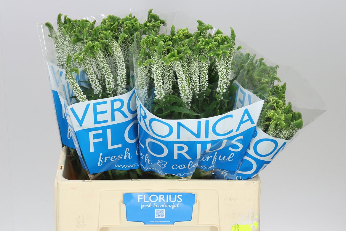 Veronica Alien White