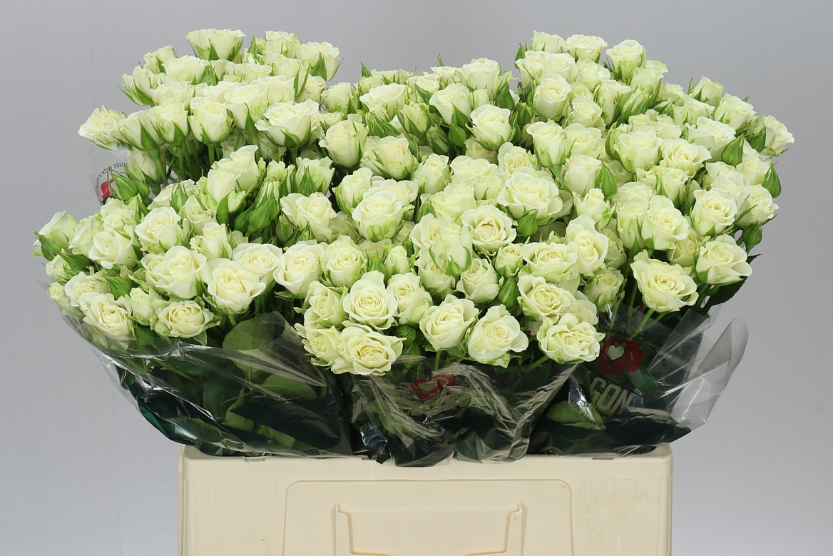 Rosa Tr Snow Flake