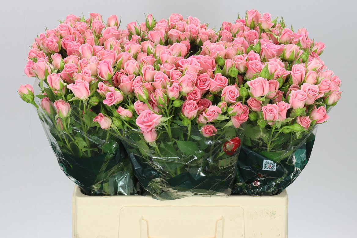 Rosa Tr Odilia