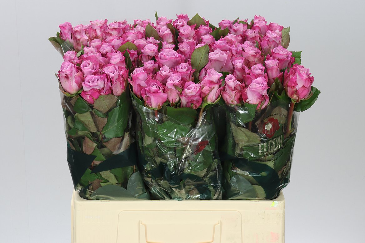 Rosa Gr Maritim