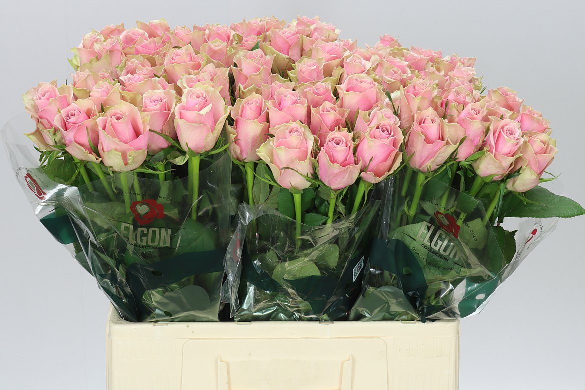 Rosa Gr Athena Royale