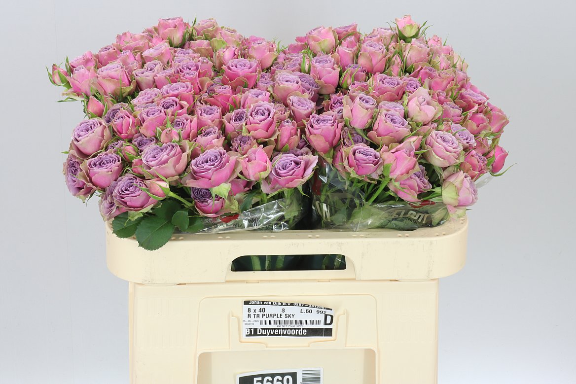Rosa Tr Purple Sky