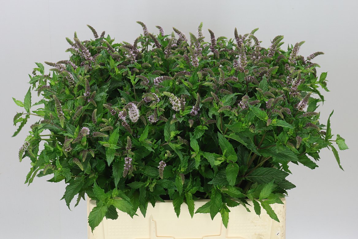 Mentha Tigra