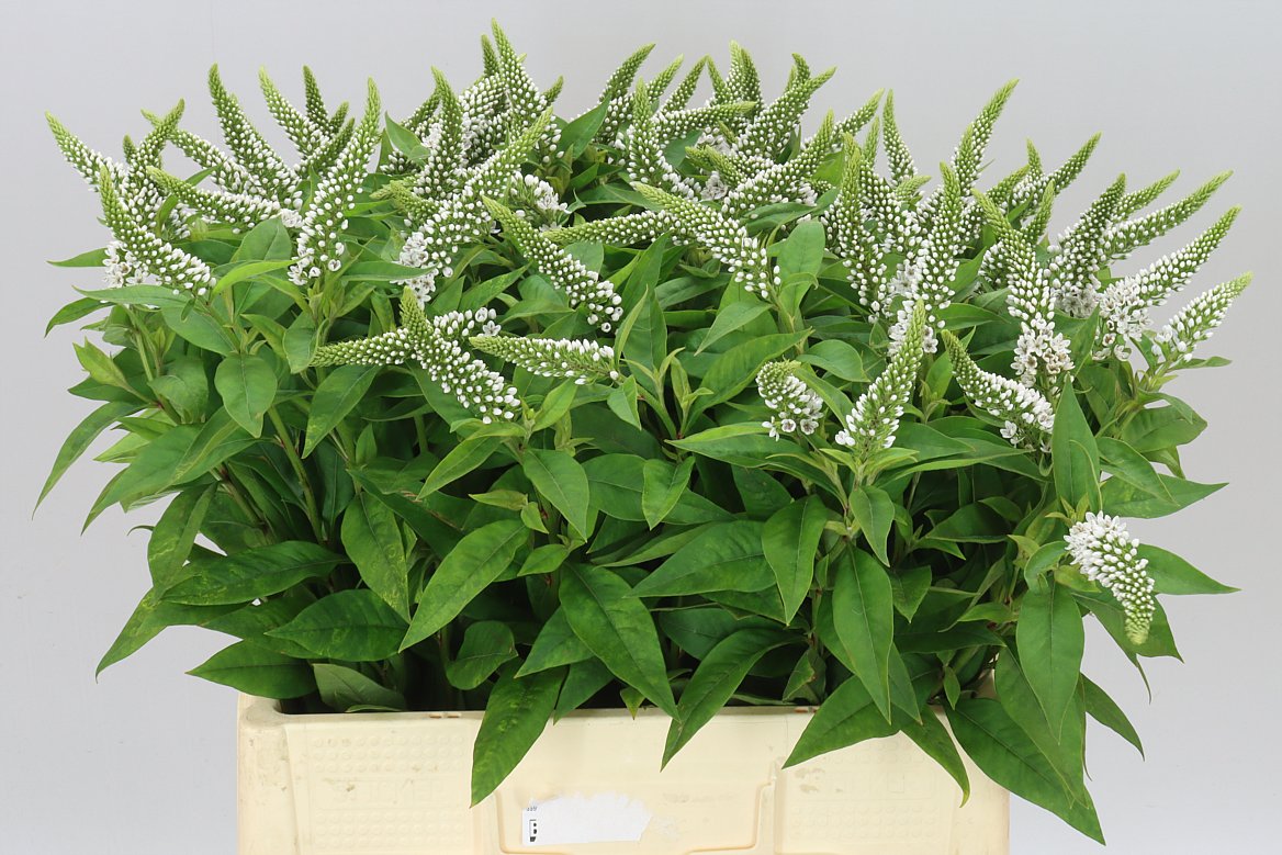 Lysimachia Clethroides