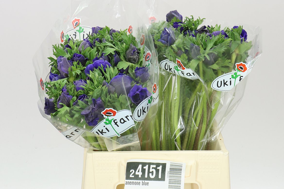 Anemone Blue