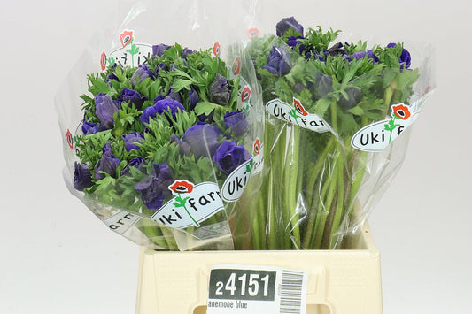 Anemone Blue