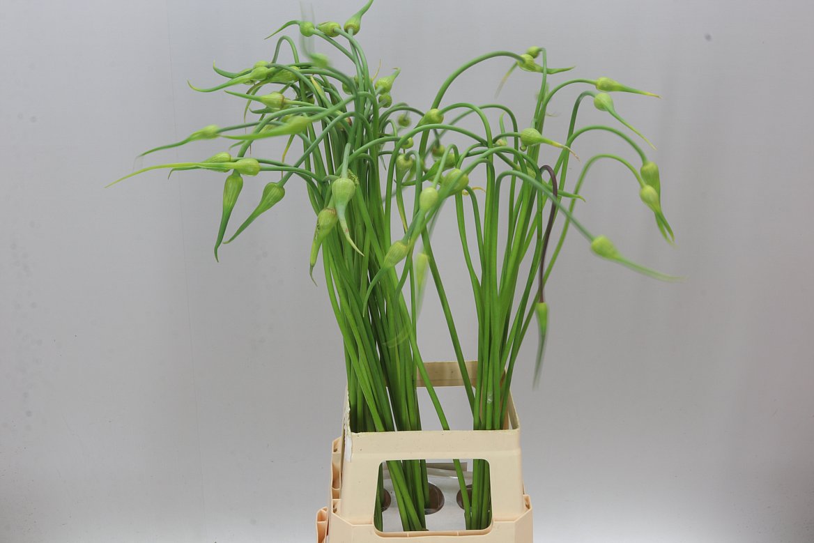 Allium Sa Ophioscordon