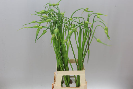 Allium Sa Ophioscordon