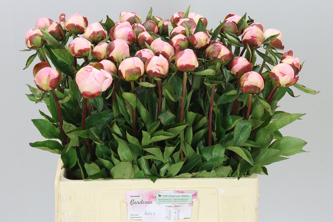 Paeonia Gardenia A2