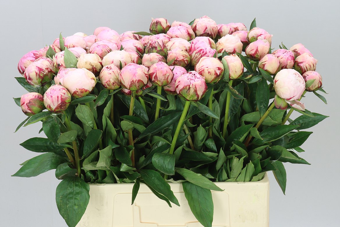Paeonia Sarah Bernhardt A2