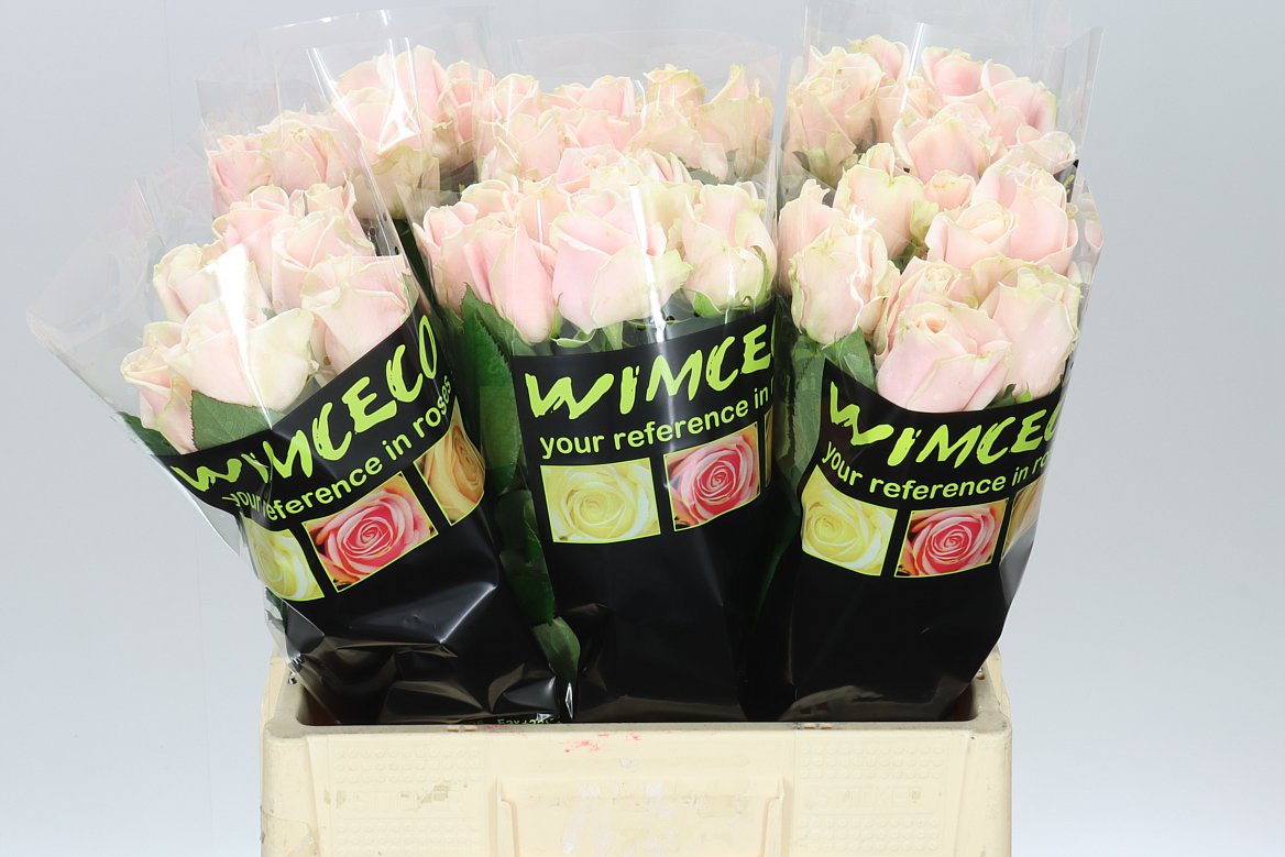 Rosa Gr Sweet Avalanche