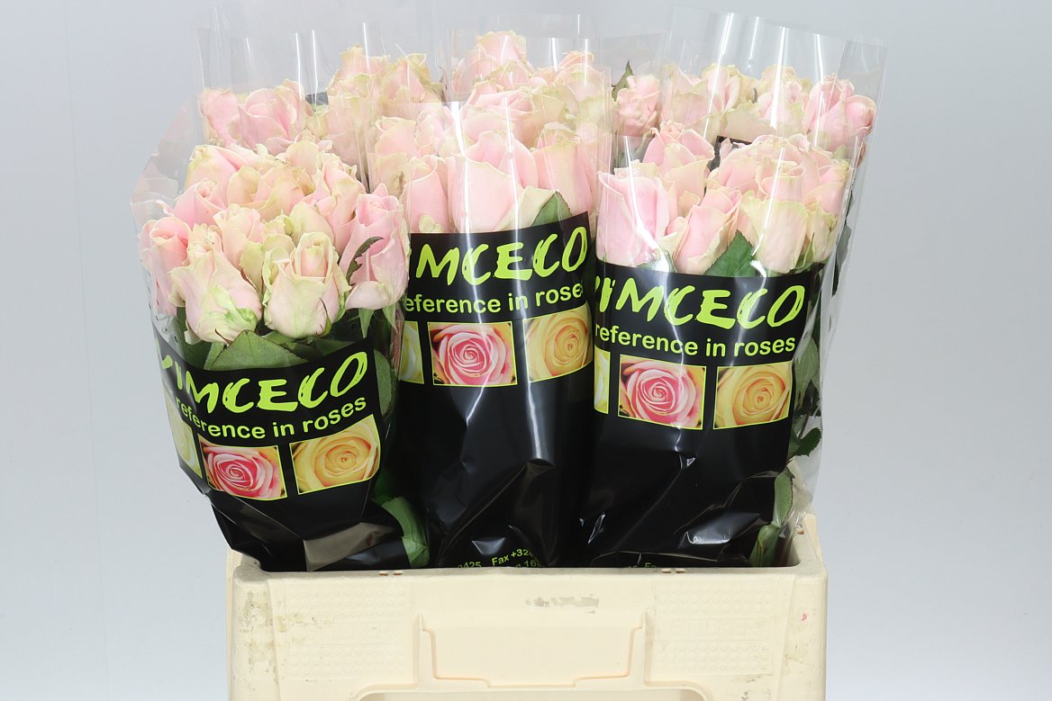 Rosa Gr Sweet Avalanche
