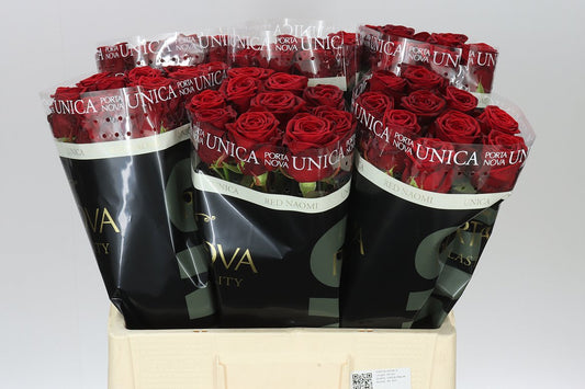 Rosa Gr Red Naomi Porta