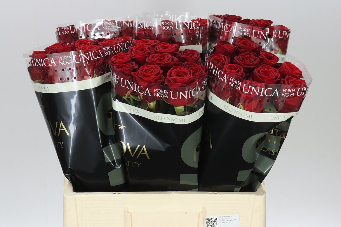 Rosa Gr Red Naomi Porta