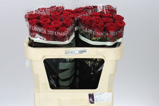Rosa Gr Red Naomi Porta