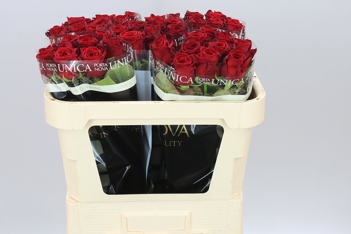 Rosa Gr Red Naomi Porta