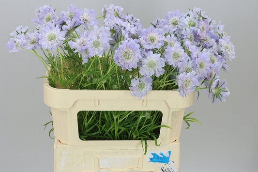 Scabiosa C Jisca