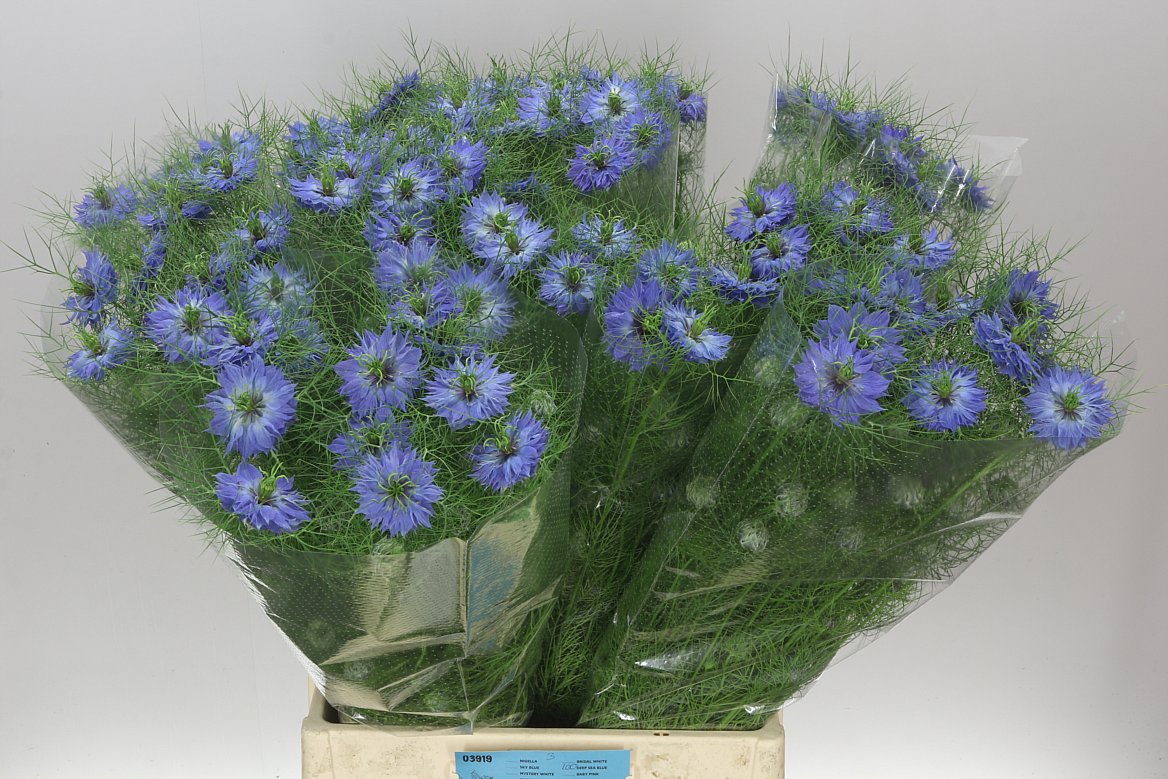 Nigella Blue