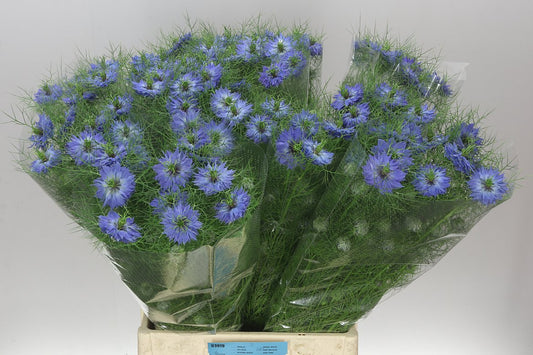 Nigella Blue