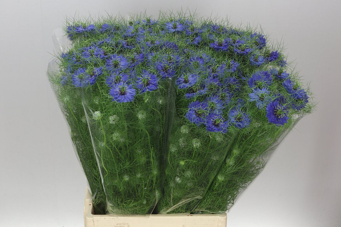 Nigella Blue