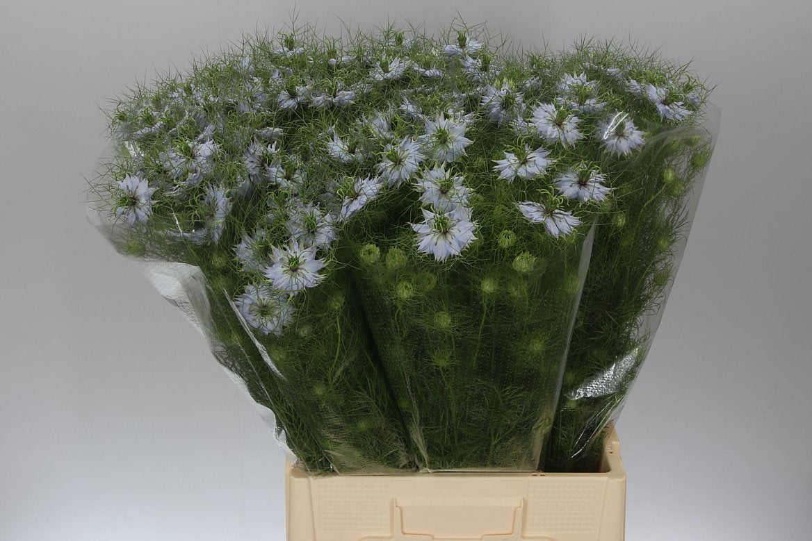 Nigella Lavender