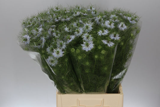 Nigella Lavender