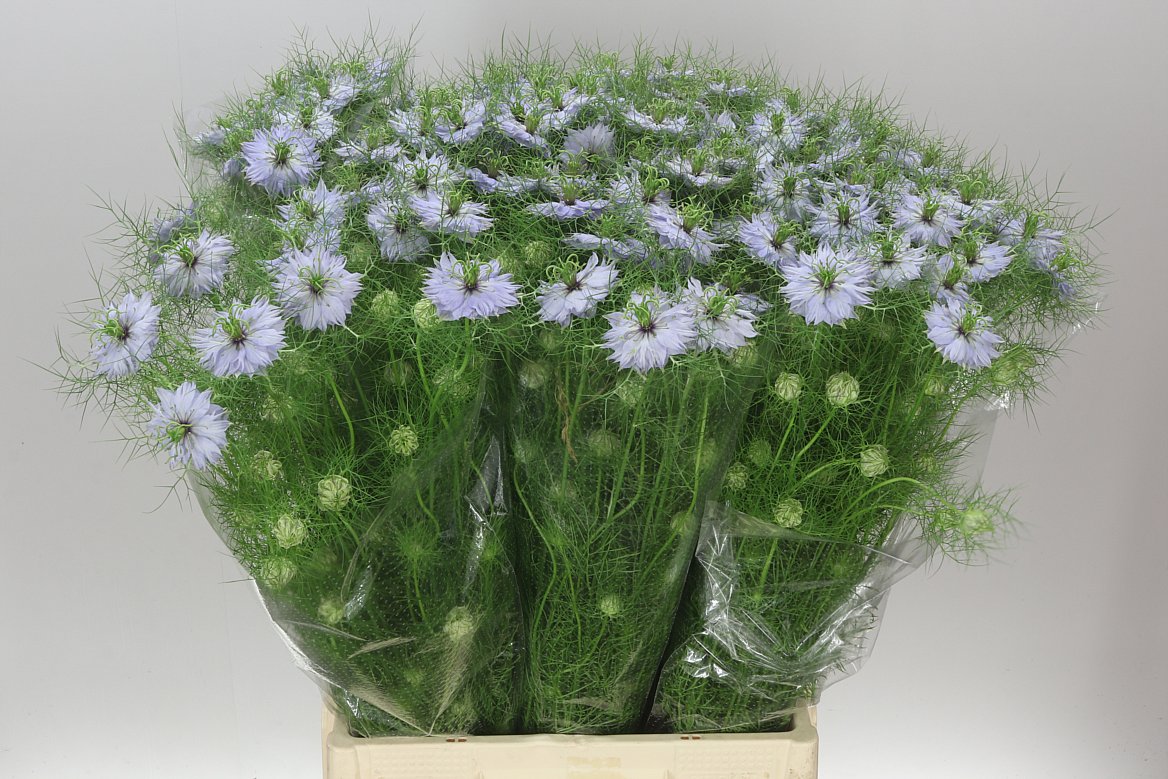 Nigella Lavender
