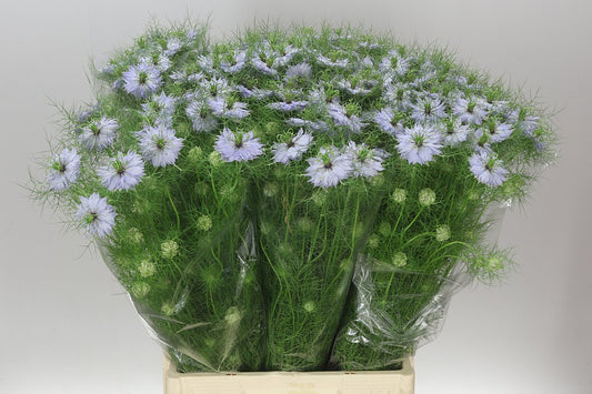 Nigella Lavender