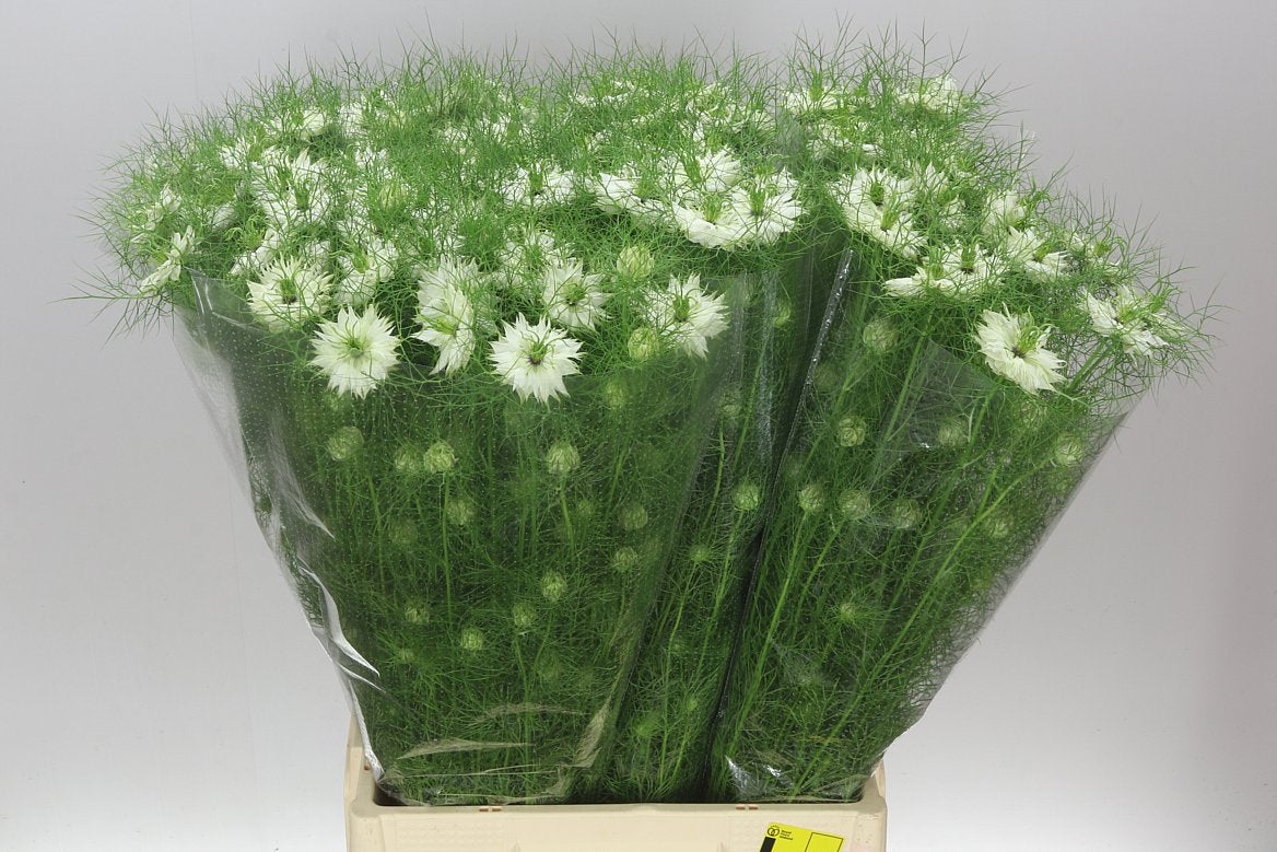 Nigella White