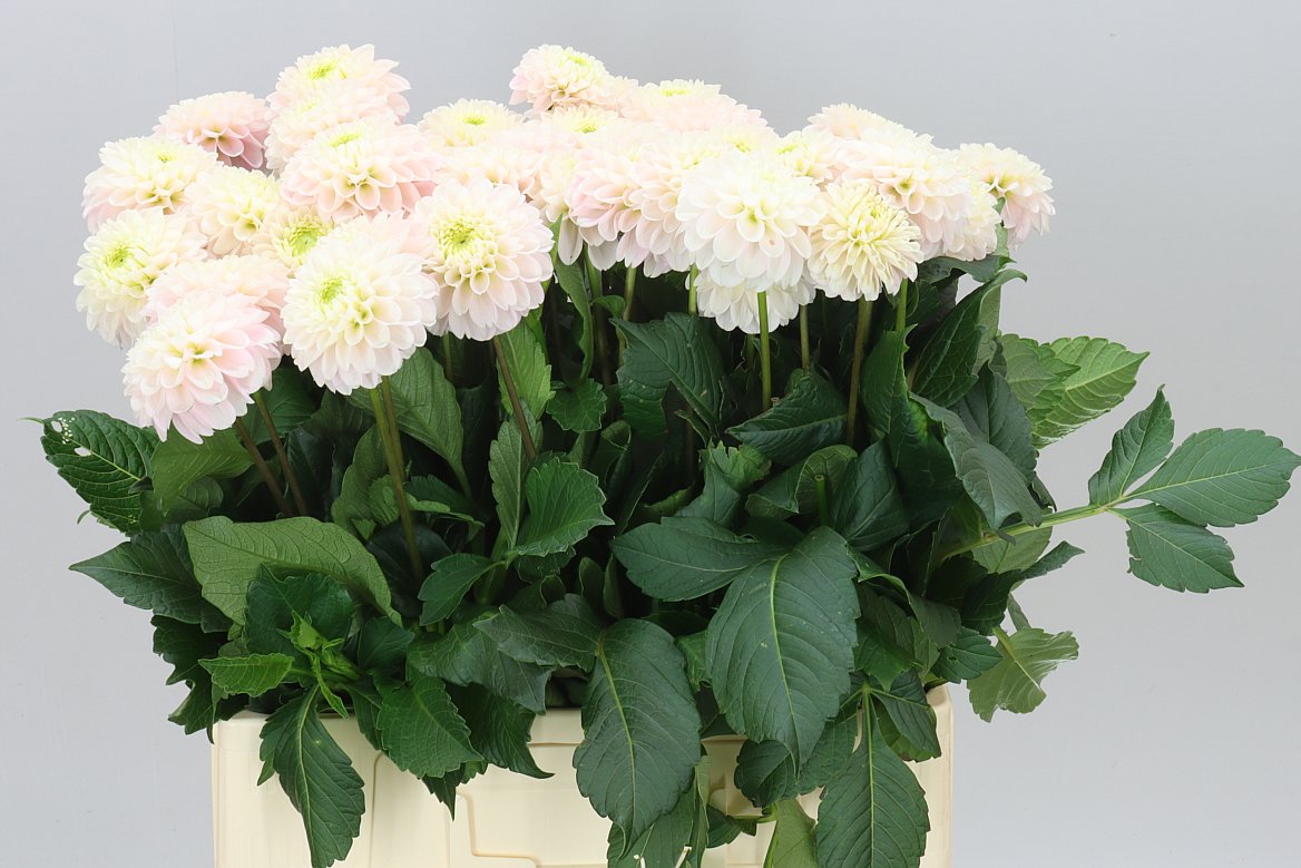 Dahlia Light Wizz Of Oz