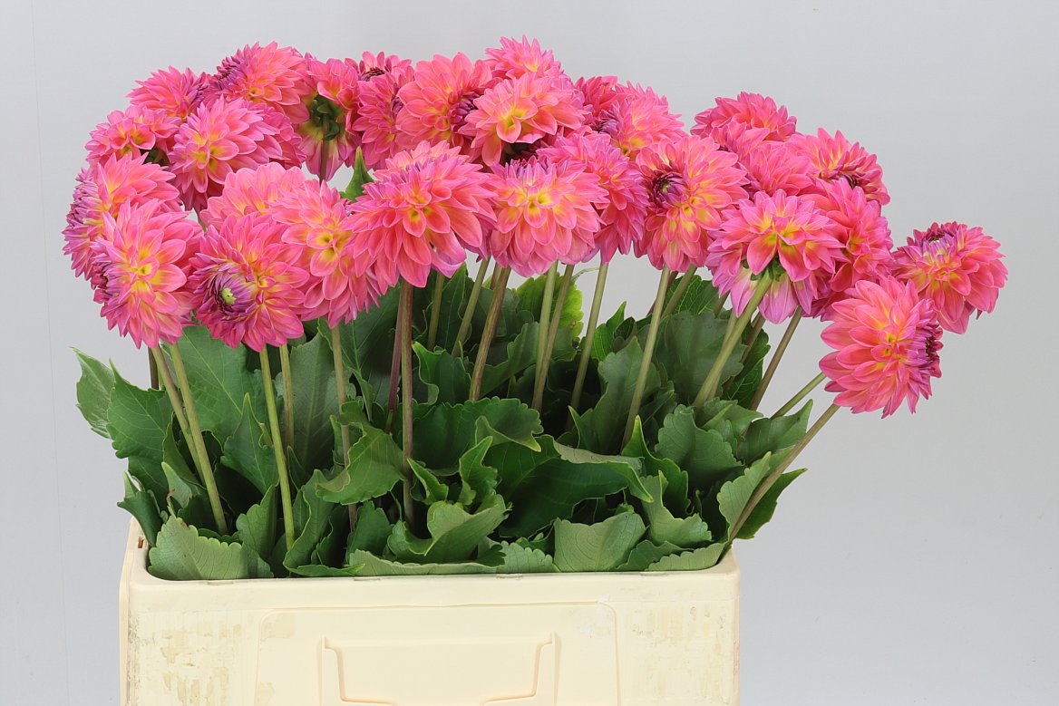 Dahlia Barbados