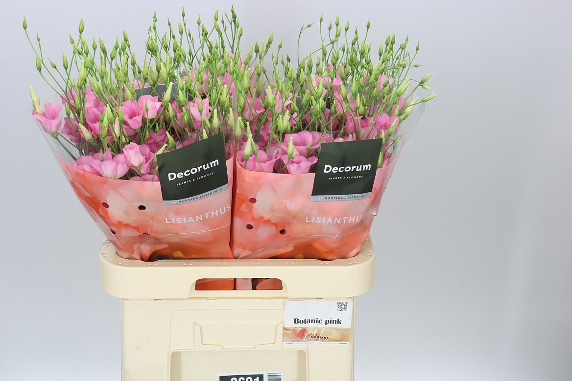 Eust En Botanic Pink