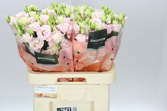 Eust Du Chaconne Soft Pink