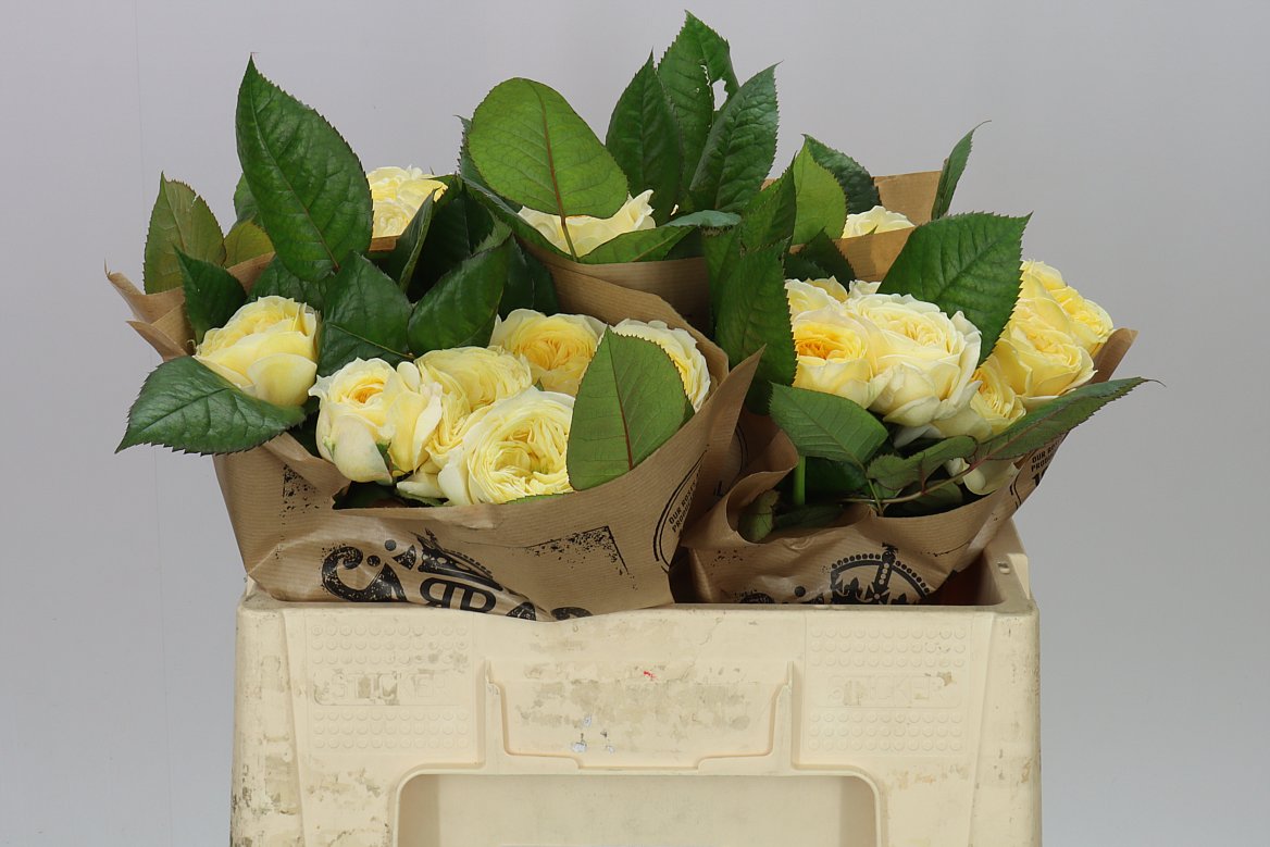 Rosa Gr Gar Persuasion