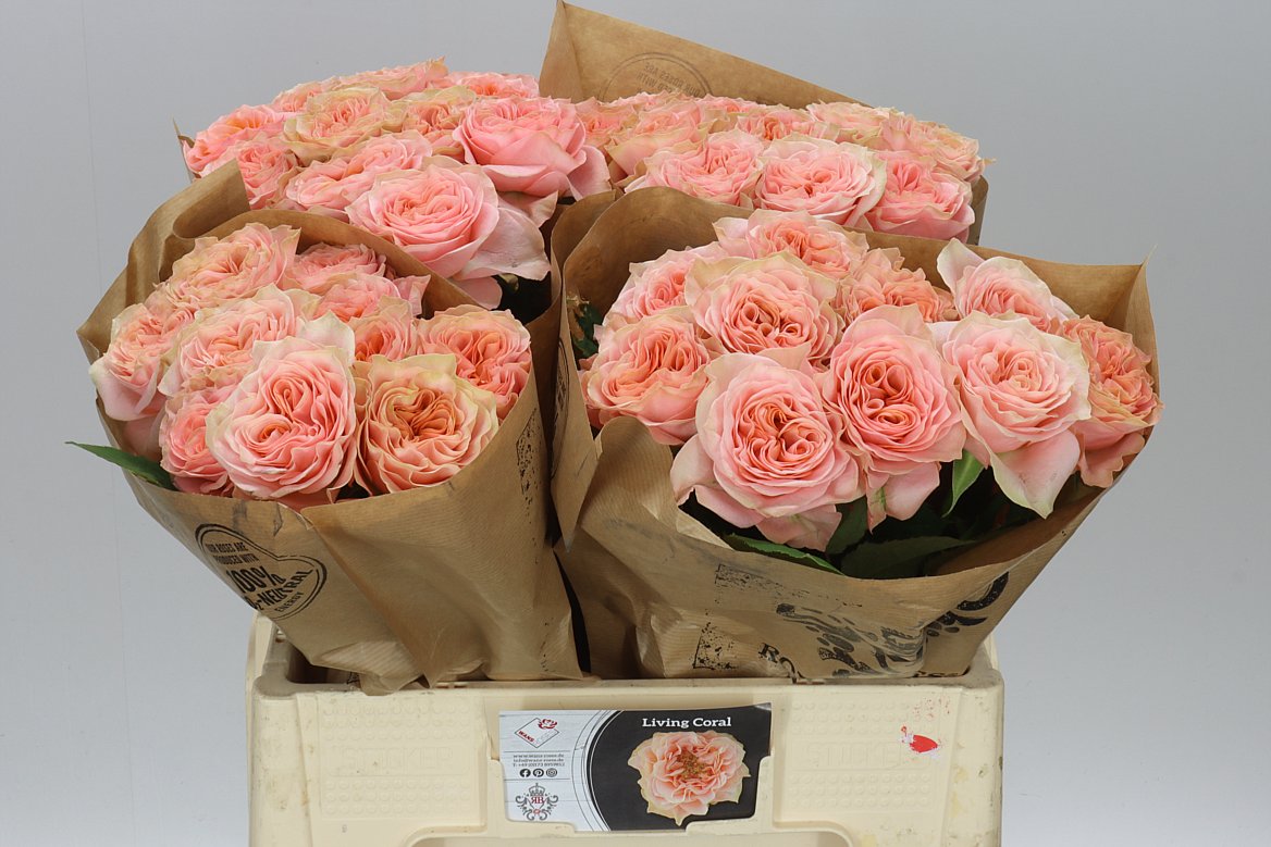 Rosa Gar Living Coral