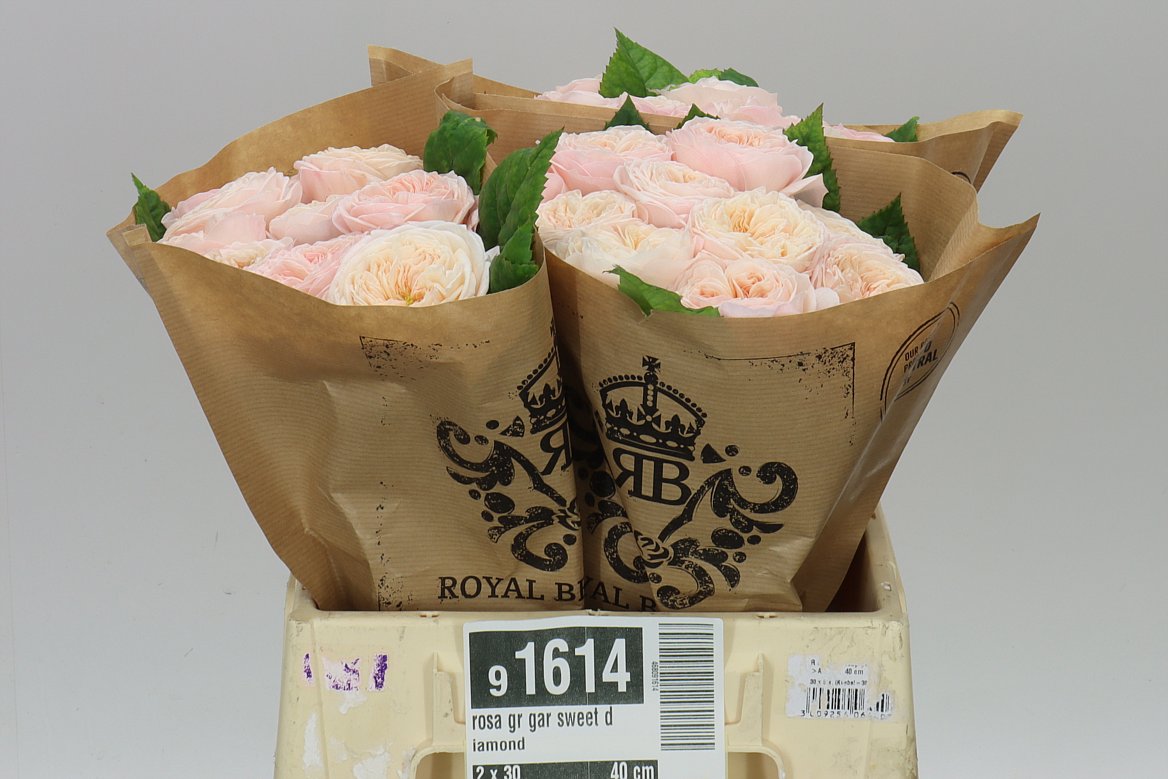 Rosa Gr Gar Sweet Diamond