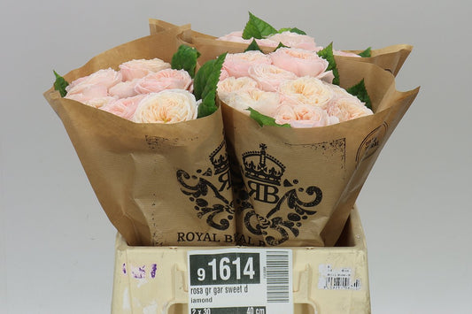 Rosa Gr Gar Sweet Diamond