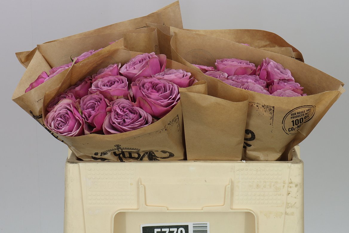 Rosa Gr Gar Smokey Eyes