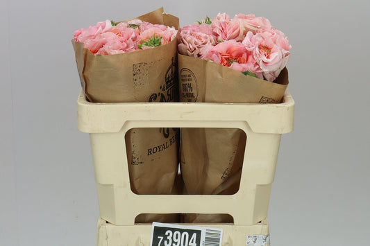 Rosa Gr Gar Magic Affairs