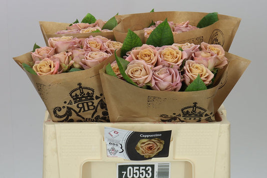 Rosa Gr Gar Cappucino Wans Ex