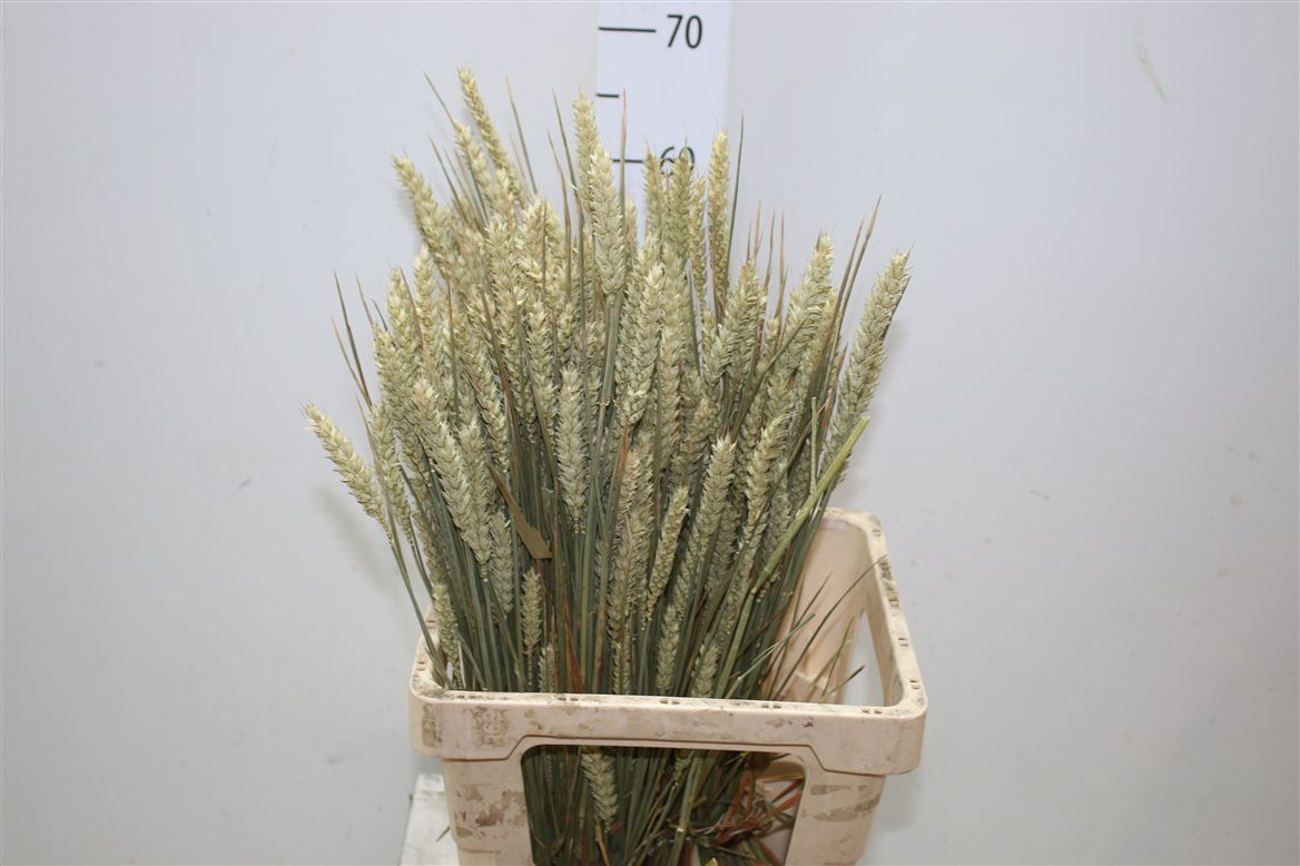 Dried Wheat Naturel
