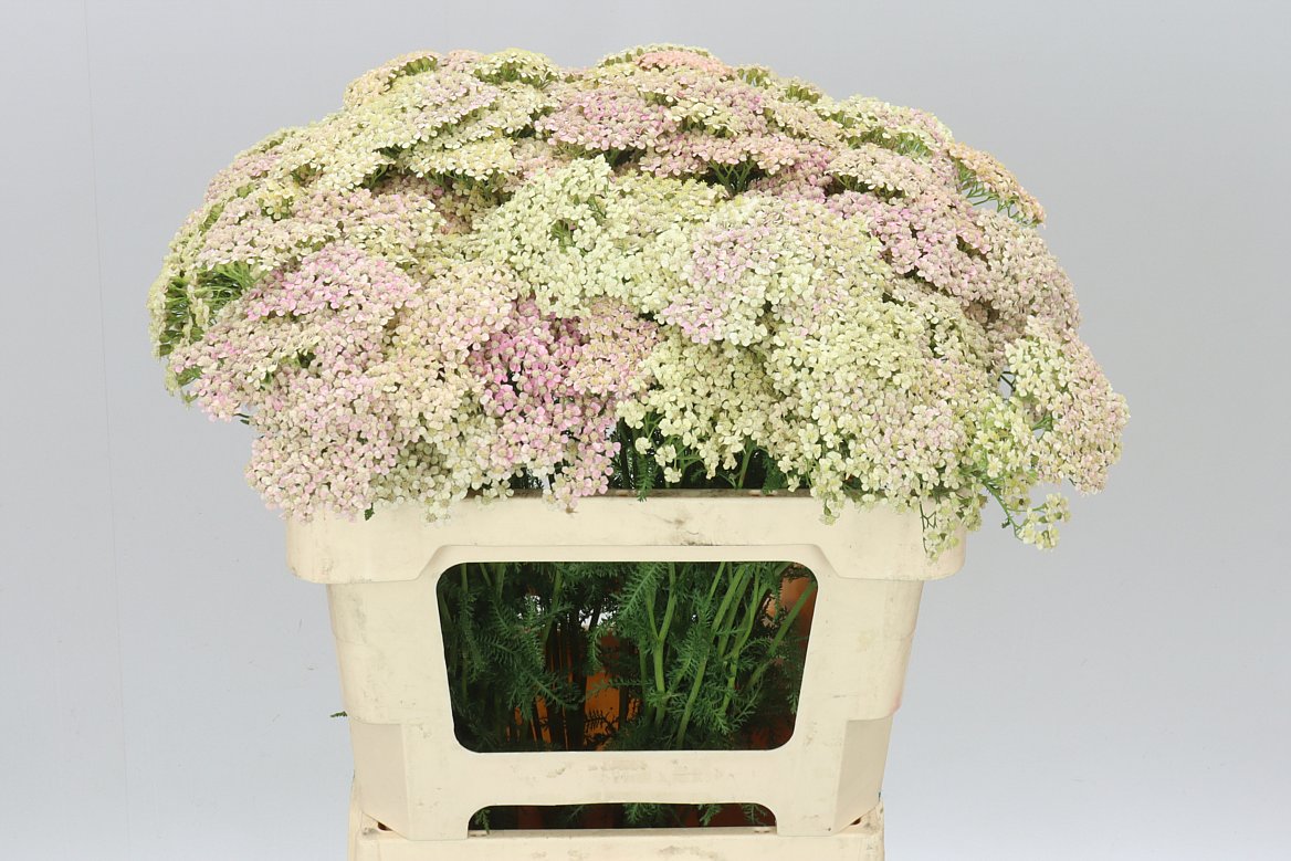 Achillea Lachsschönheit