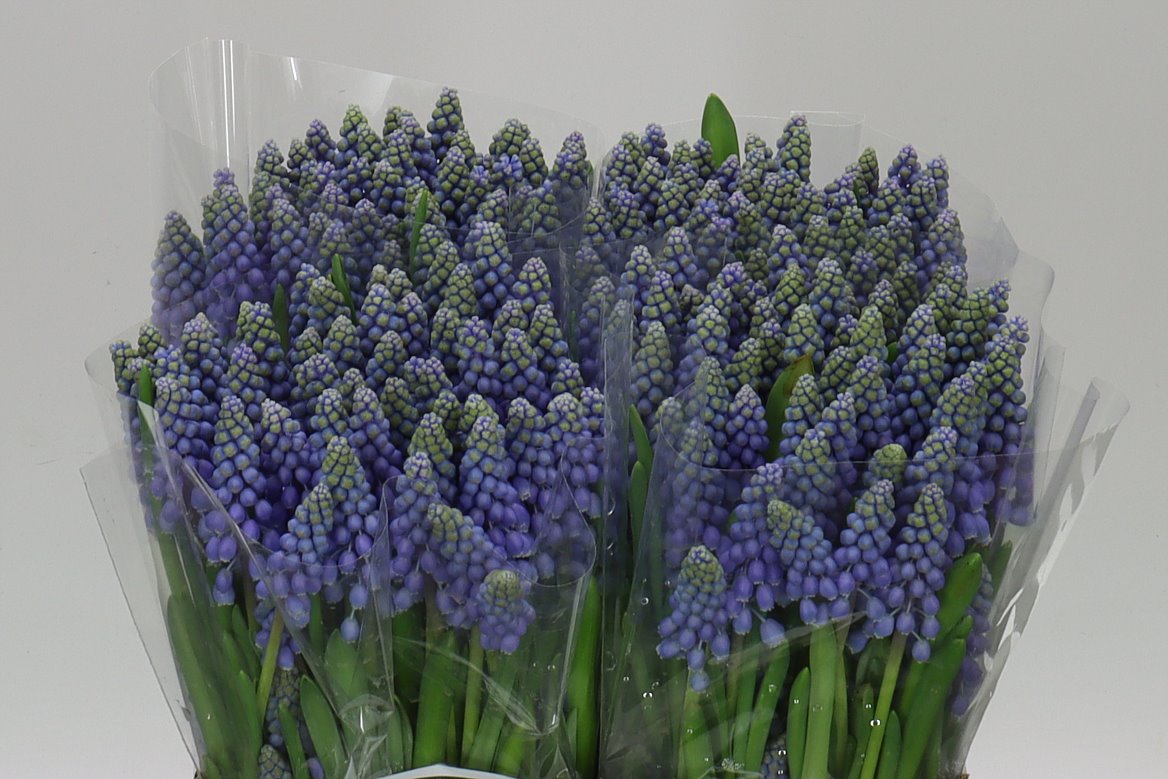 Muscari Blue