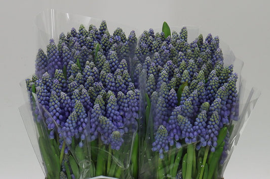Muscari Blue